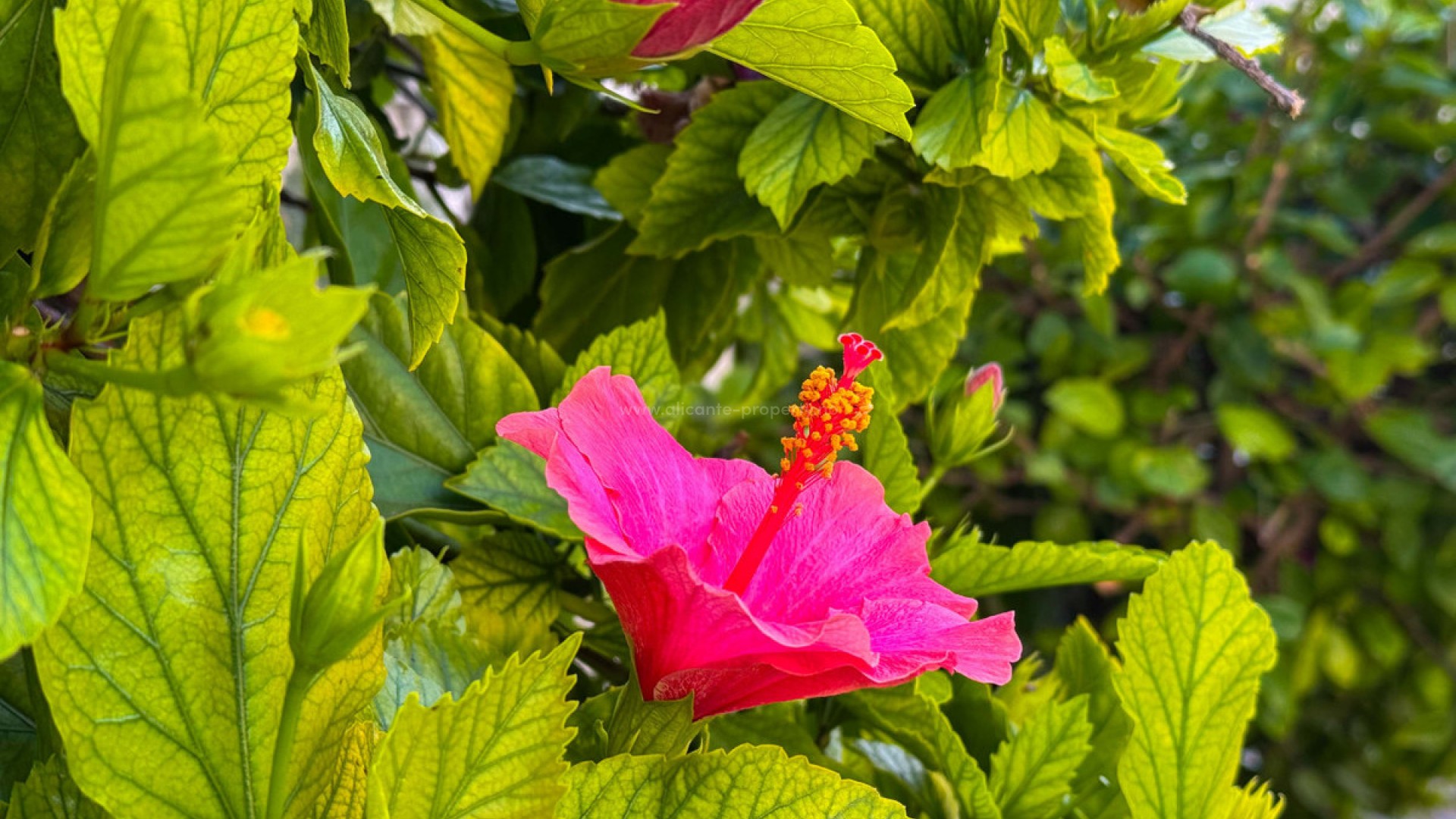 Apartamento / piso en Torrevieja Centro