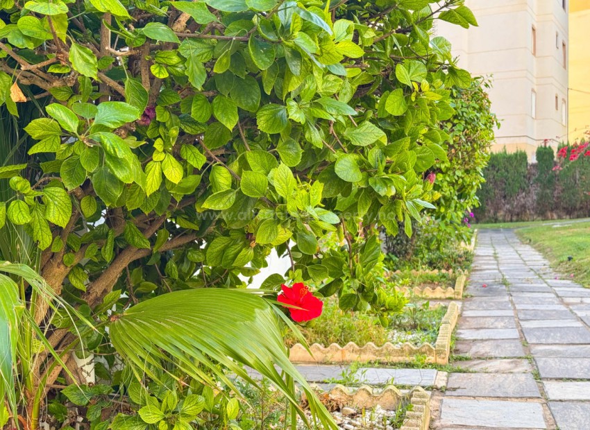 Apartamento / piso en Torrevieja Centro