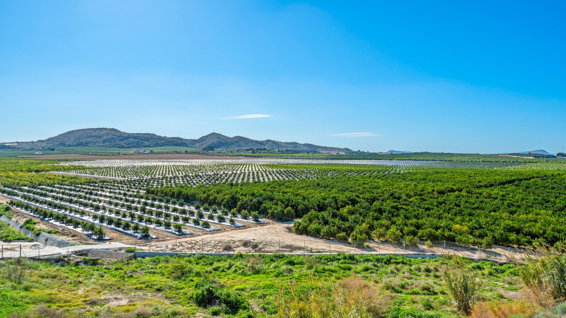 Apartment / flat in Algorfa Centro