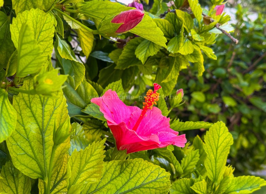 Apartment / flat in Torrevieja Centro