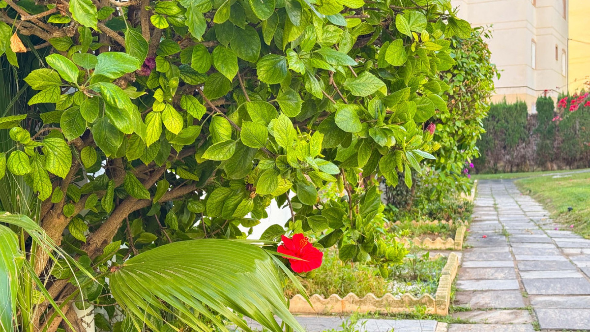 Apartment / flat in Torrevieja Centro