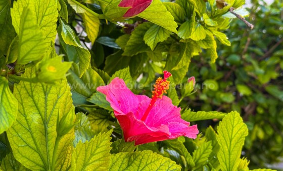 Apartment / flat - Resale - Torrevieja - Torrevieja Centro