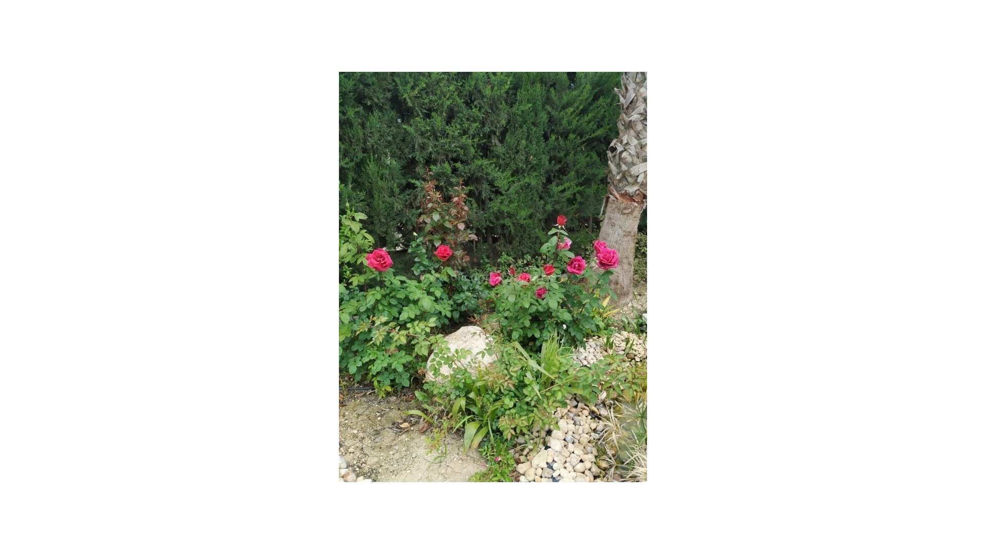 Country House in Crevillente - Crevillent Centro