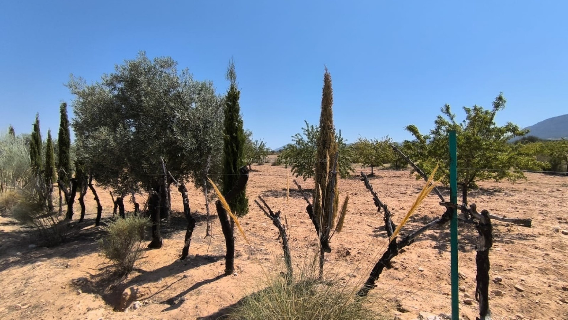 Country House in Villena Centro