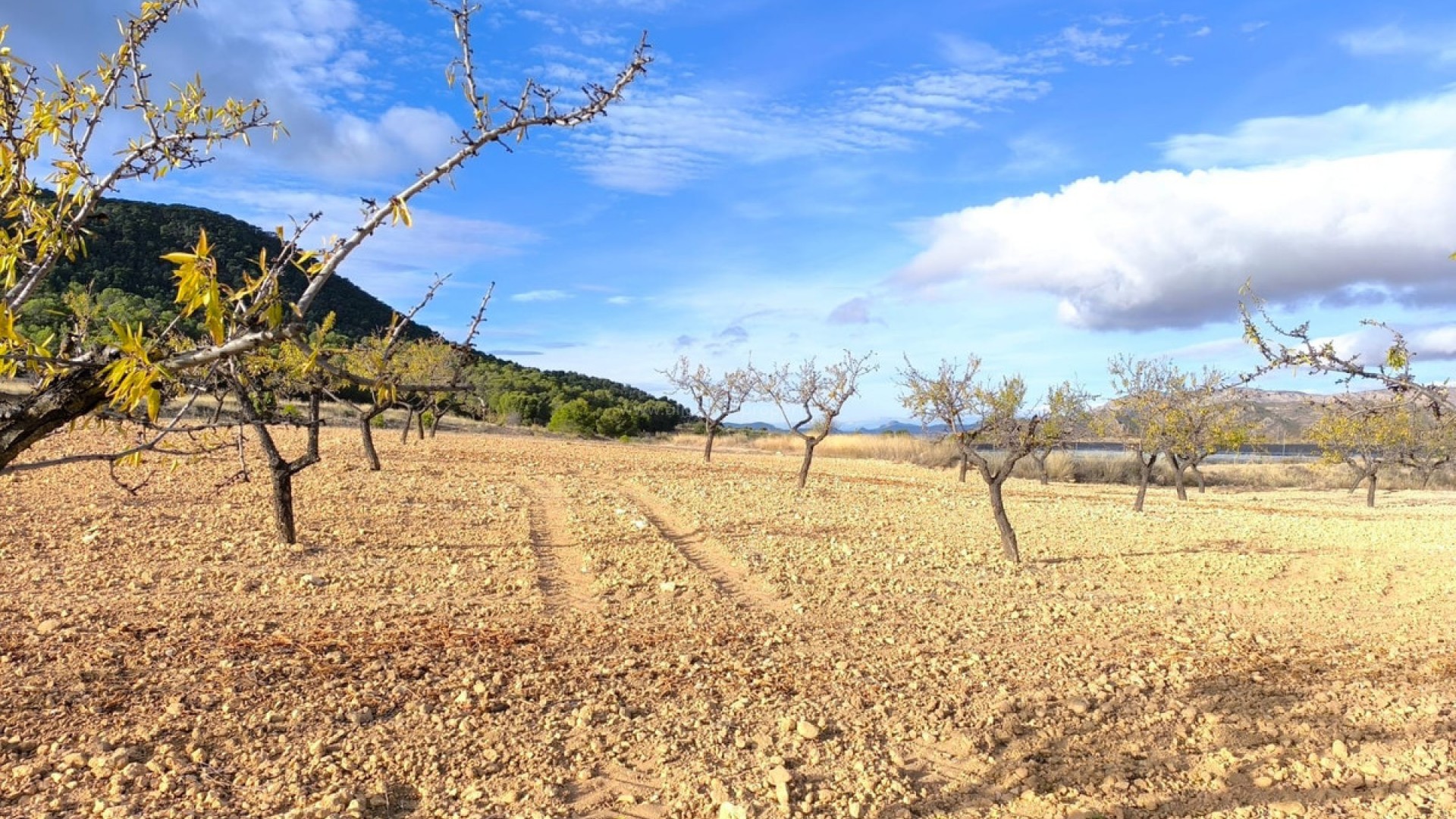 Country House in Yecla Centro