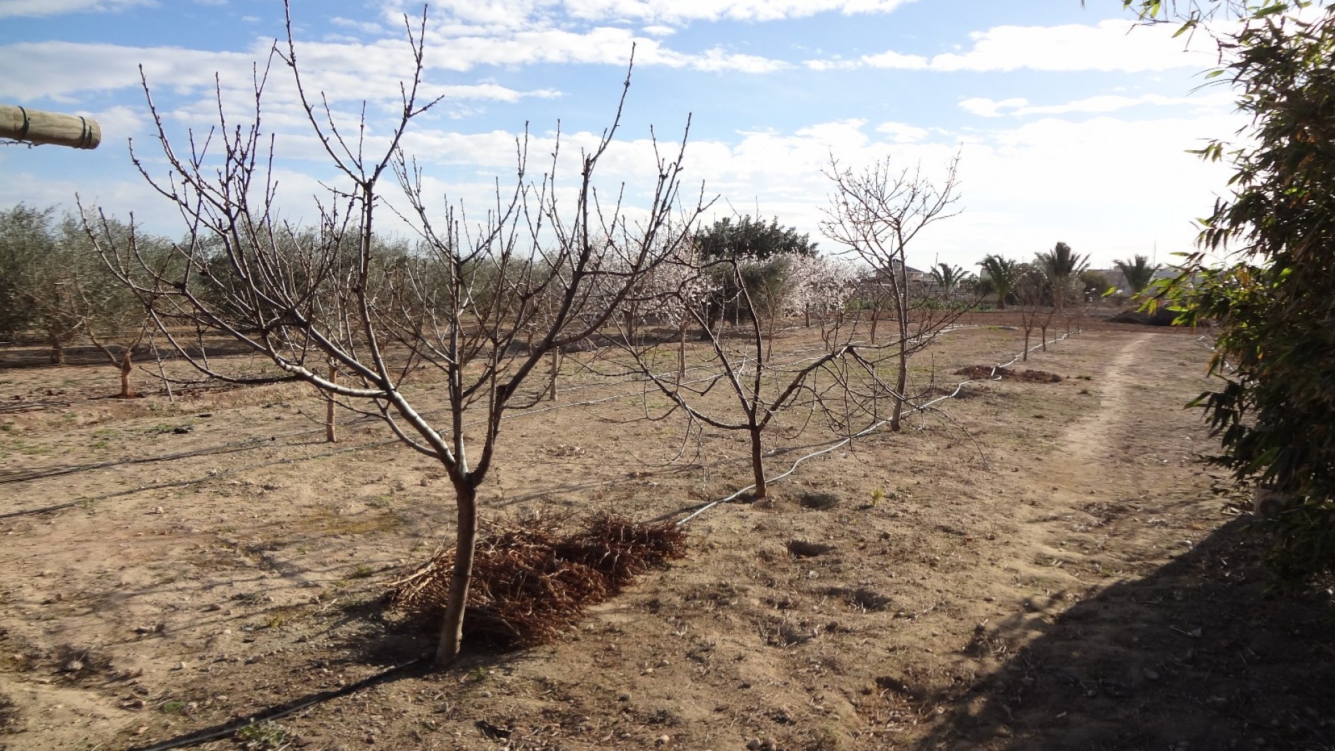 Country Property in El Altet