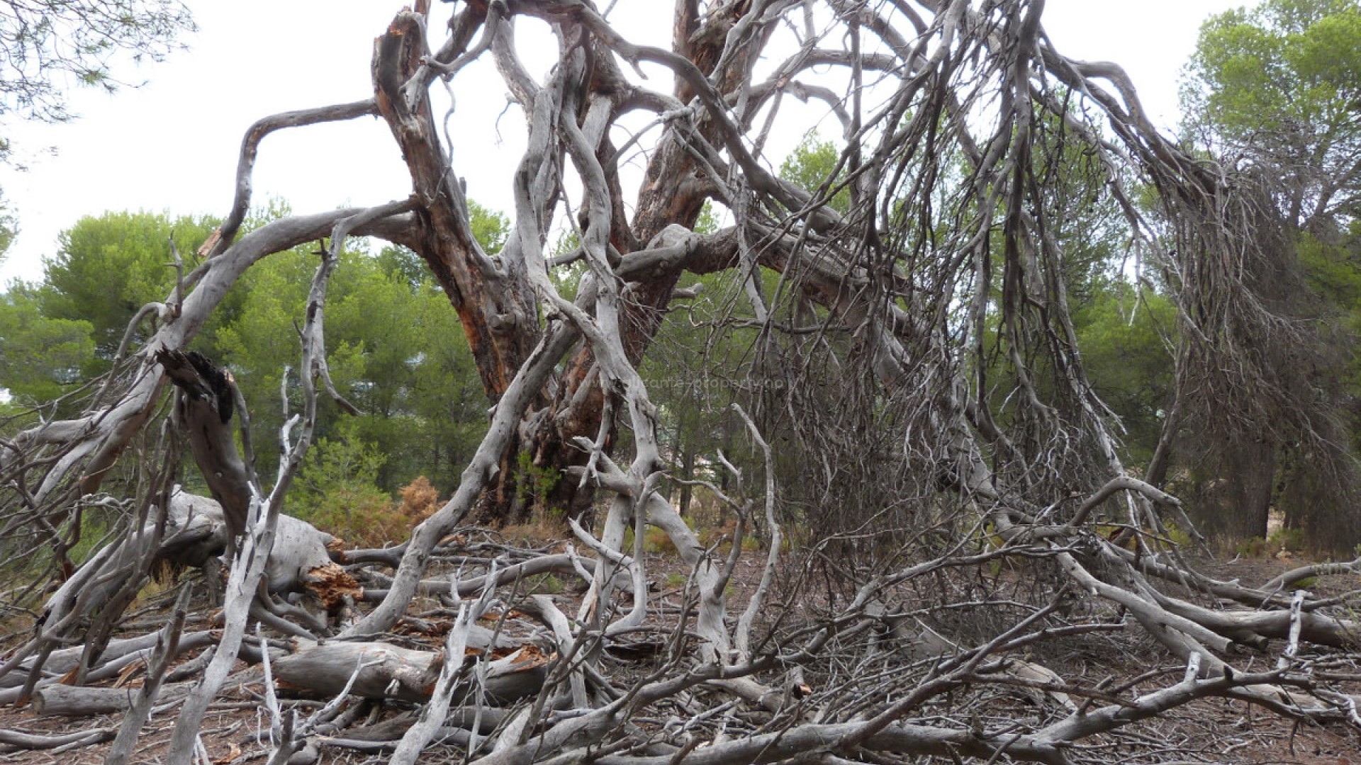 Hus / Villa i Ibi Centro