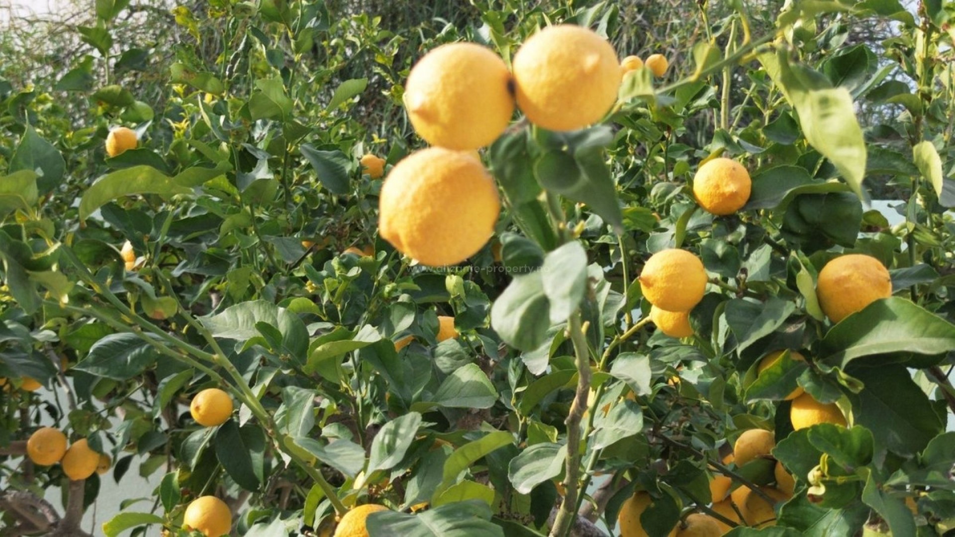 Hus / Villa i L'Alfás del Pi Centro