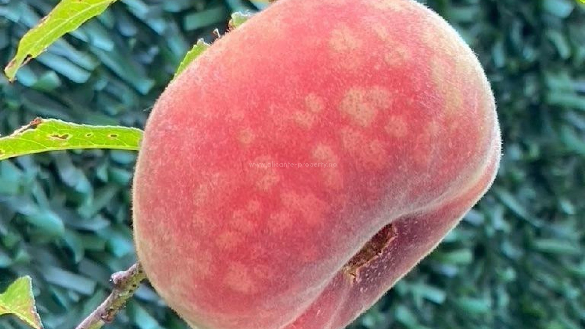 Hus / Villa i Polop Centro