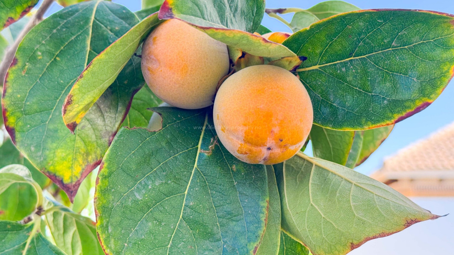 Hus / Villa i San Fulgencio Centro