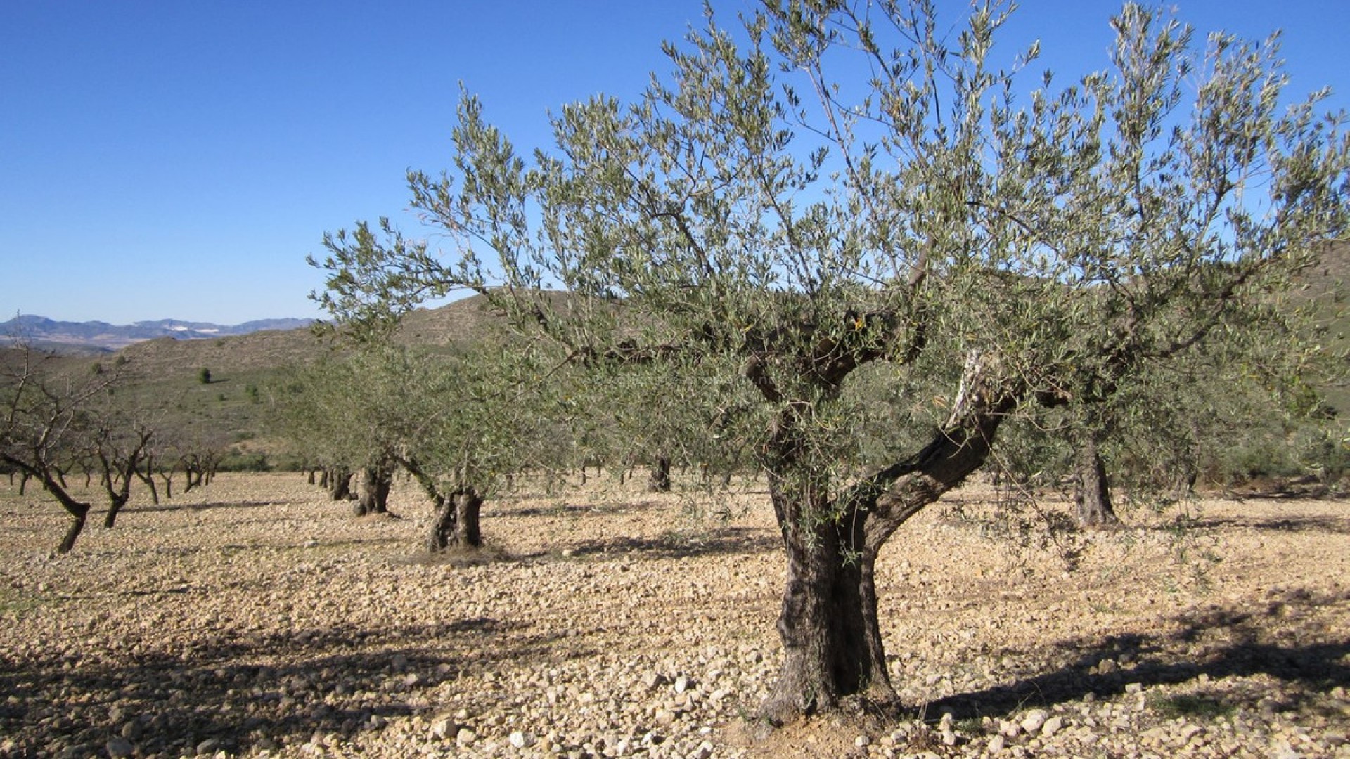 Jord i Villena Centro