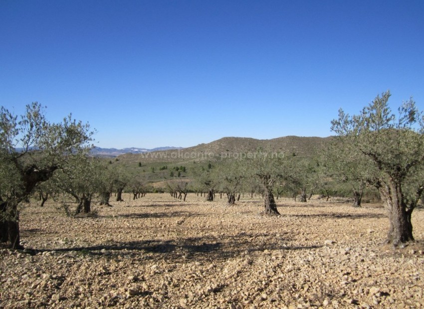 Land in Villena Centro