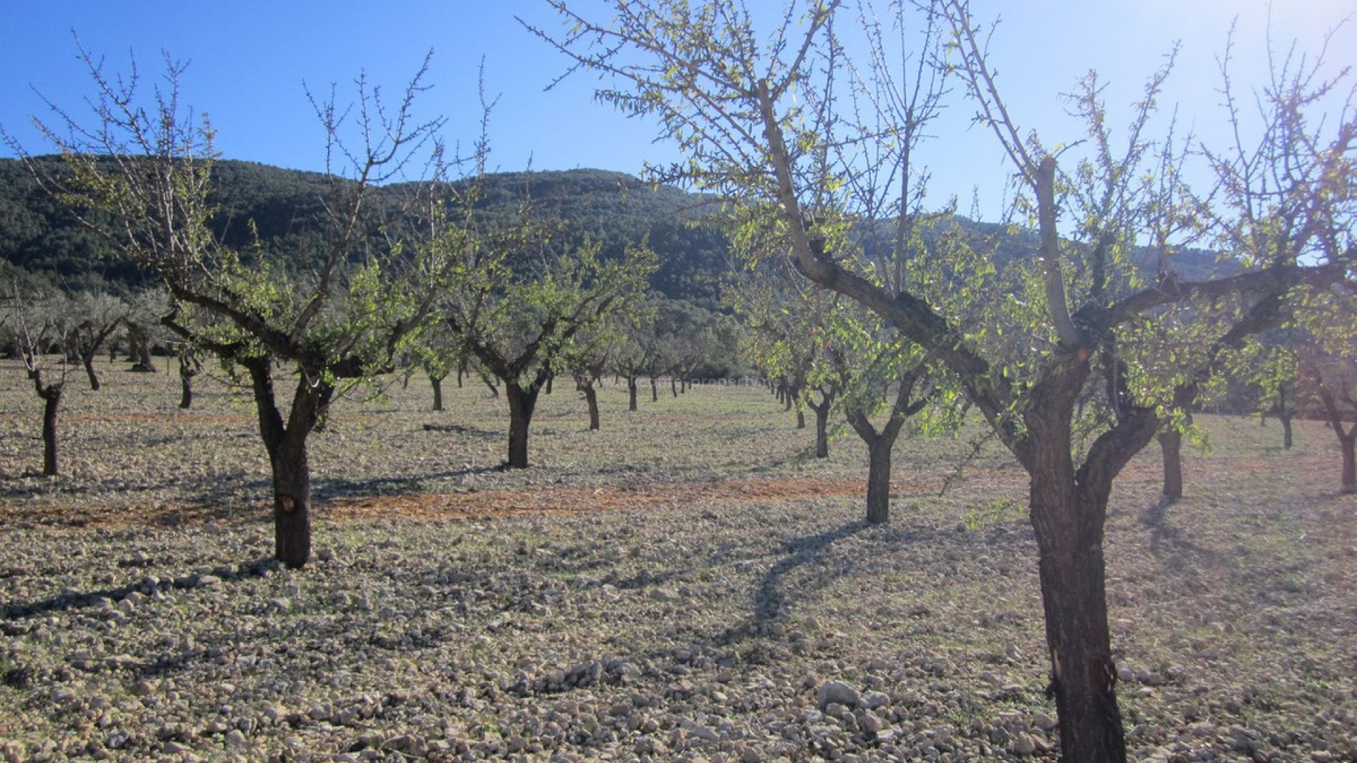 Land in Villena Centro