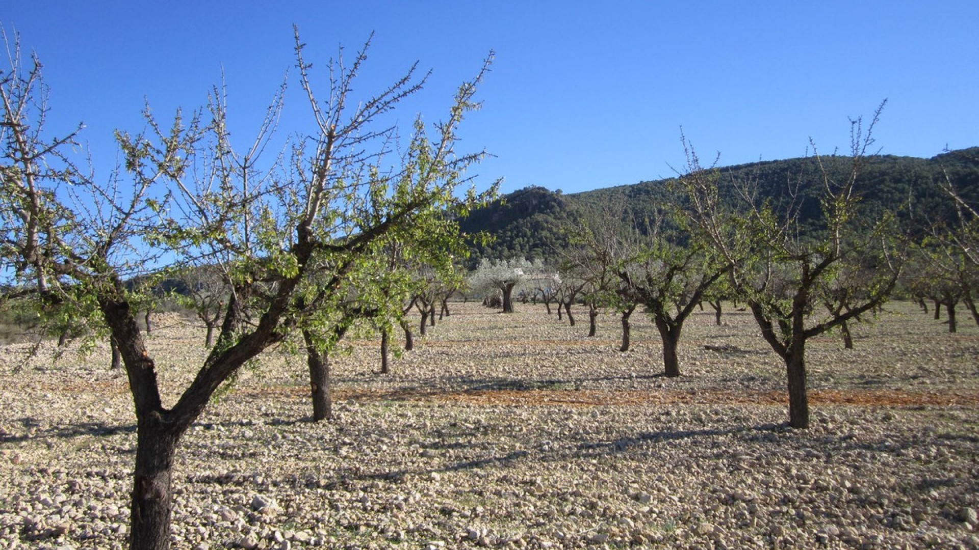 Land in Villena Centro