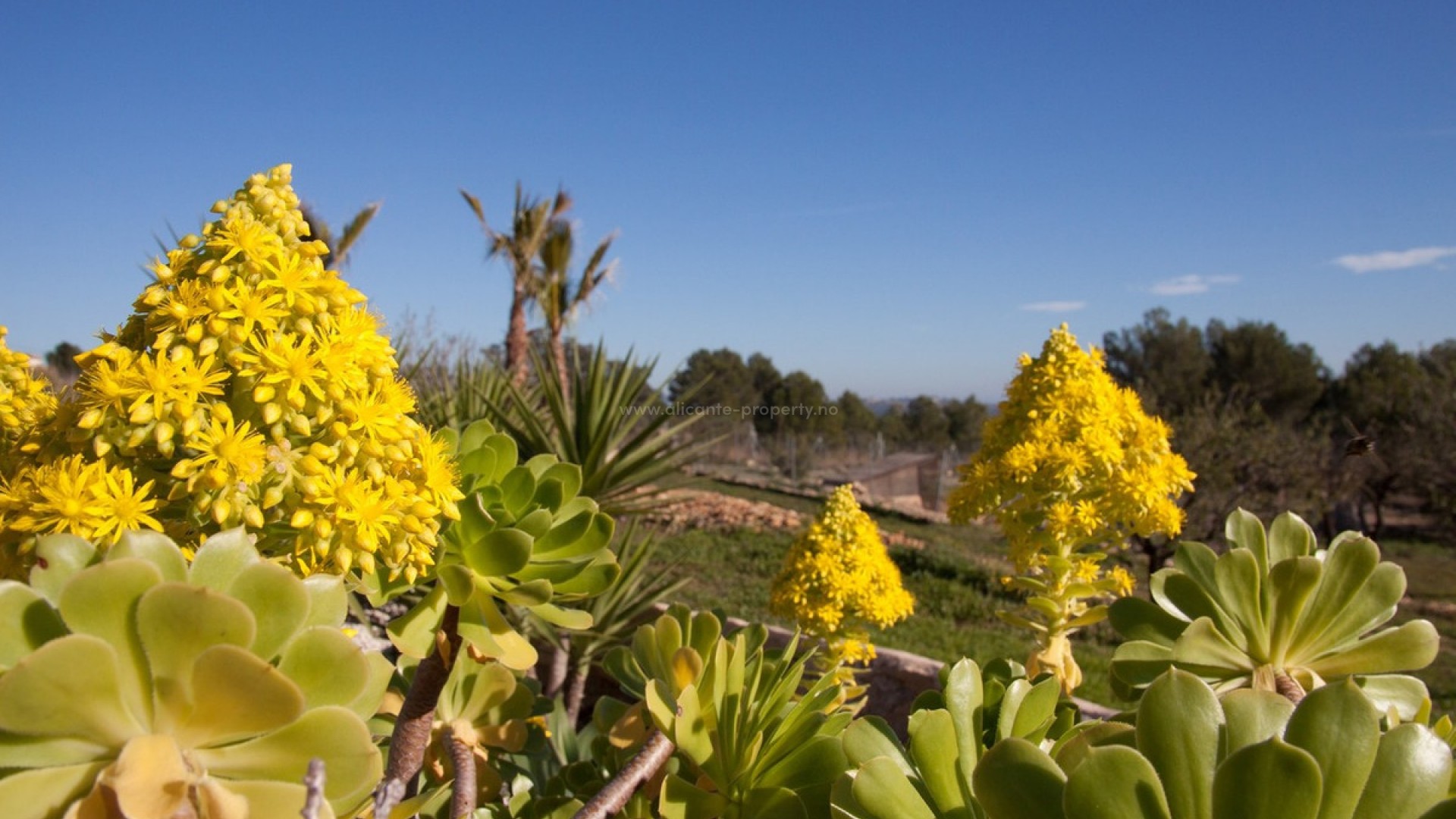 Landsted i Benissa Centro