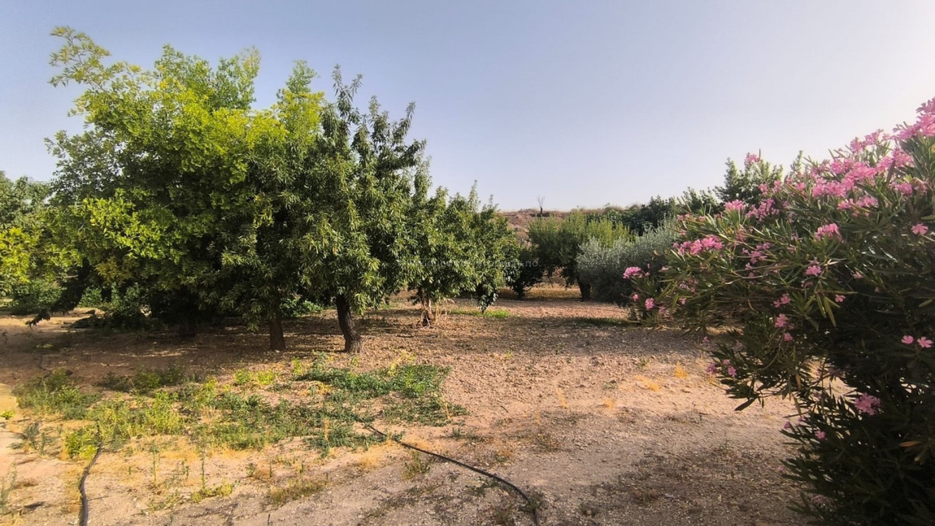 Landsted i Pinoso Centro