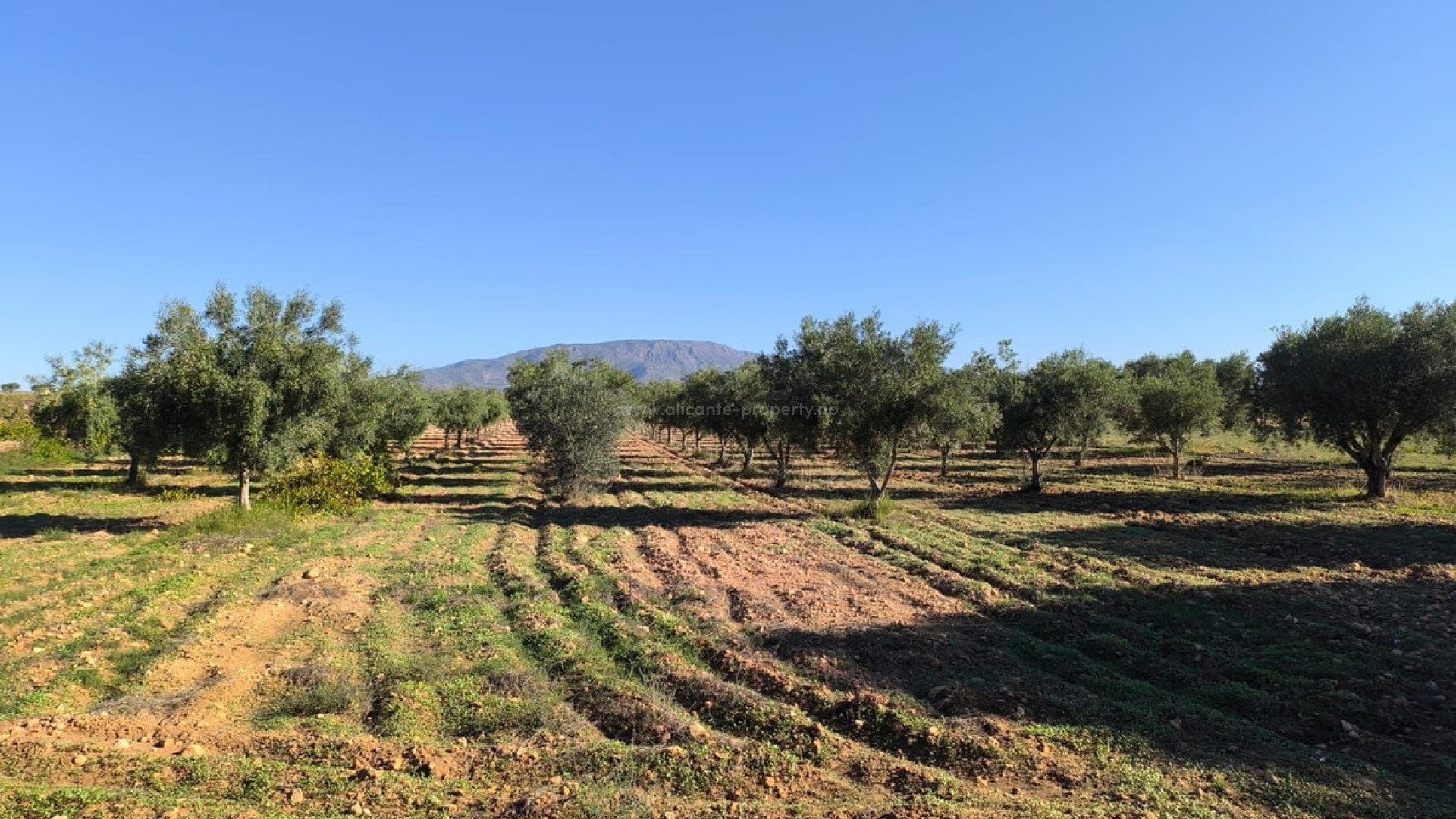 Landsted i Pinoso Centro