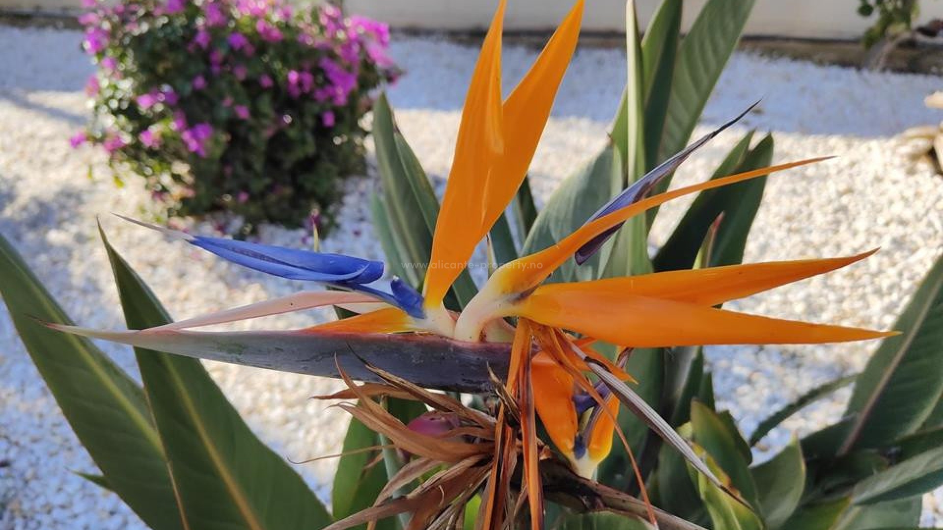 Leilighet / leilighet i Denia Centro