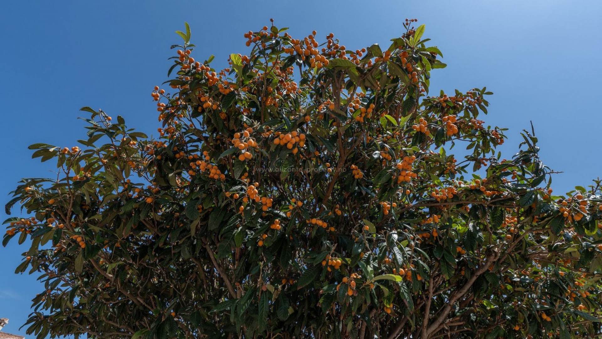 Leilighet / leilighet i Jávea - Xàbia Centro