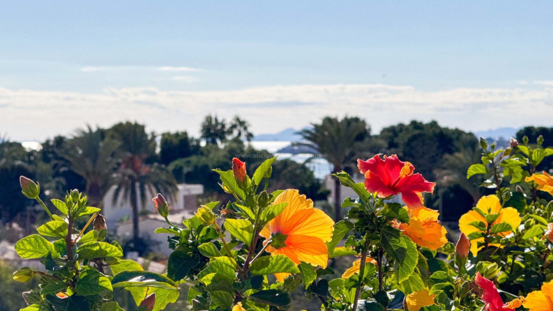 Leilighet / leilighet i Punta Prima