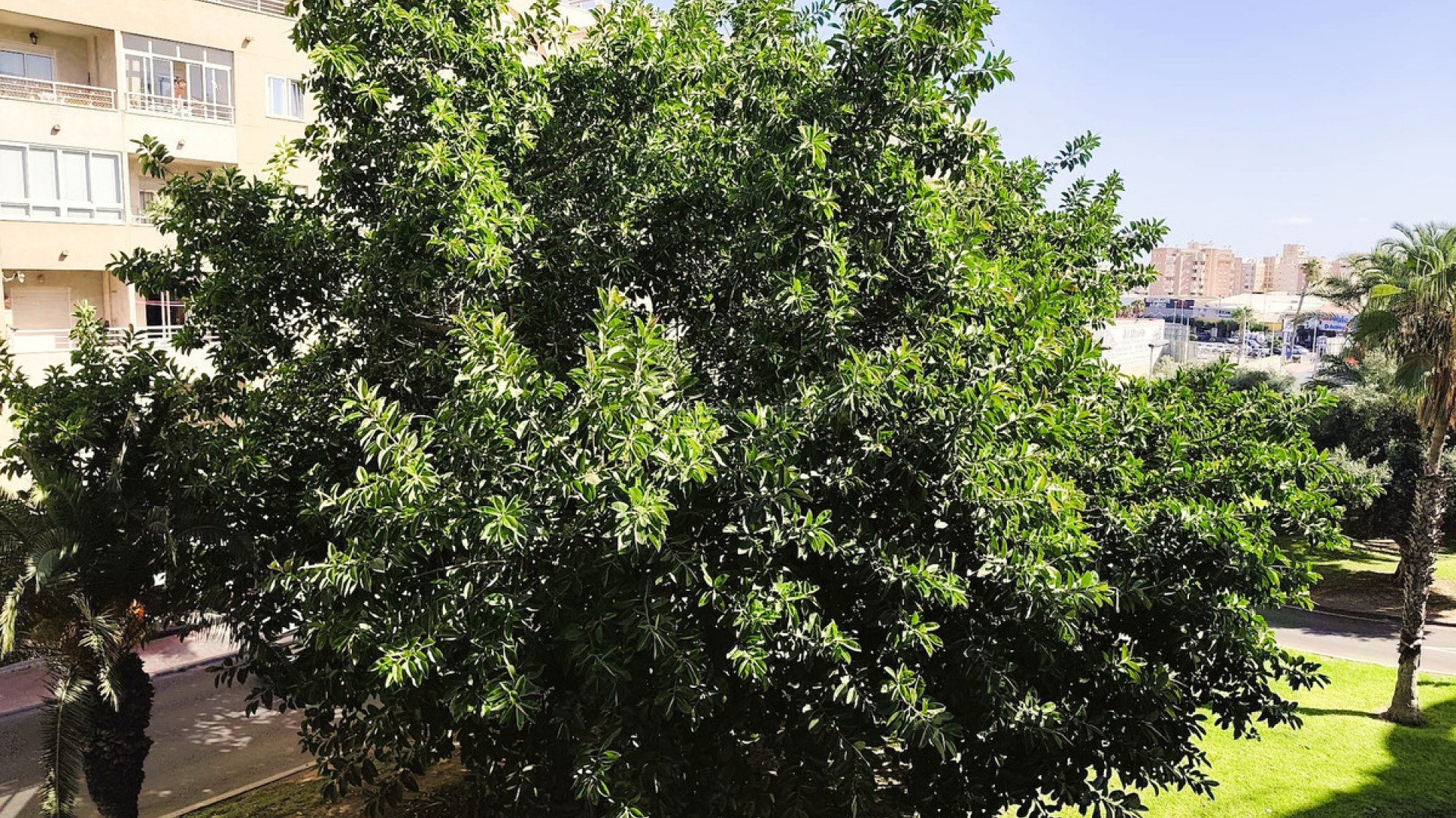 Leilighet / leilighet i Torrevieja Centro