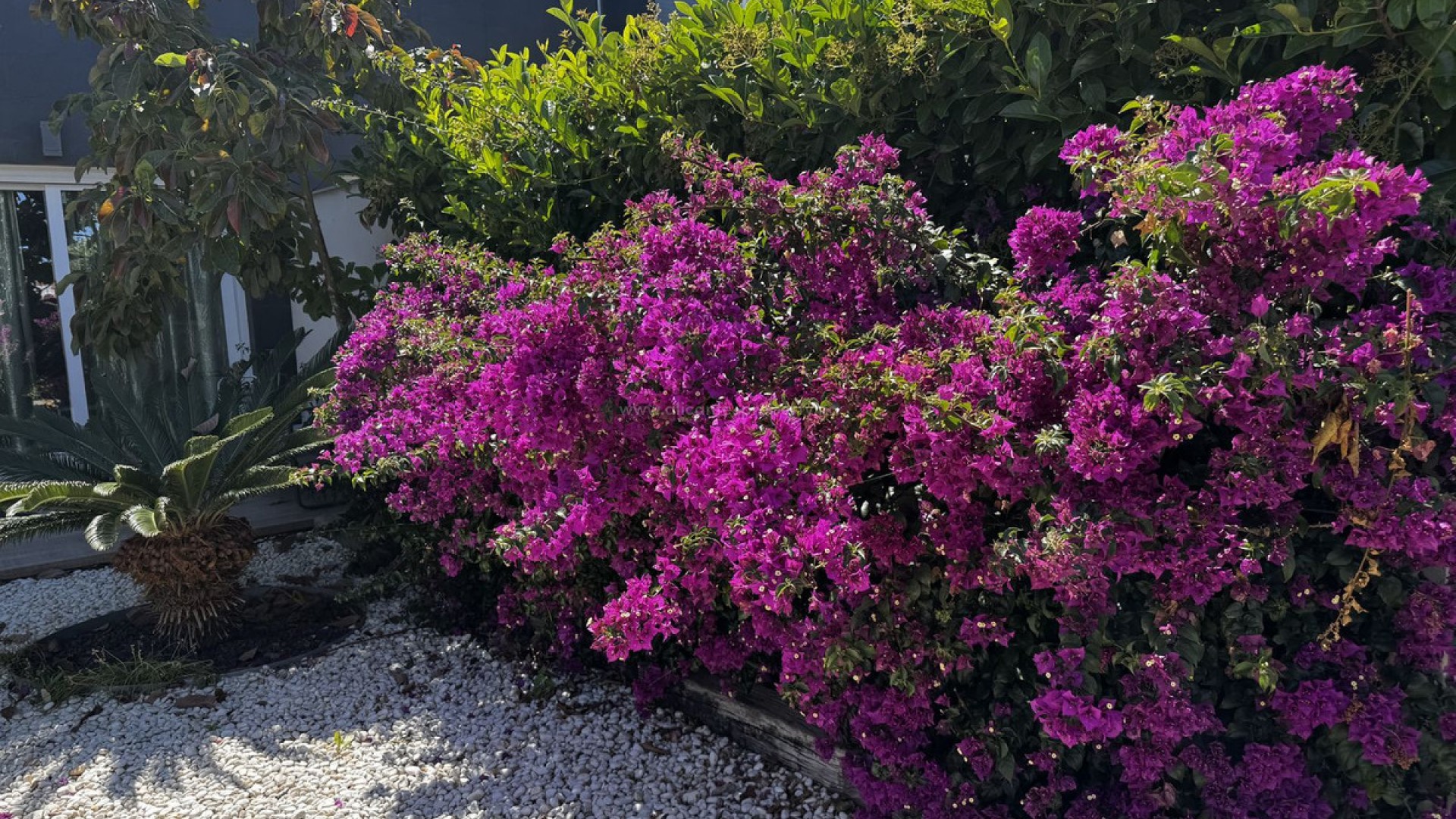 Leilighet / leilighet i Torrevieja Centro