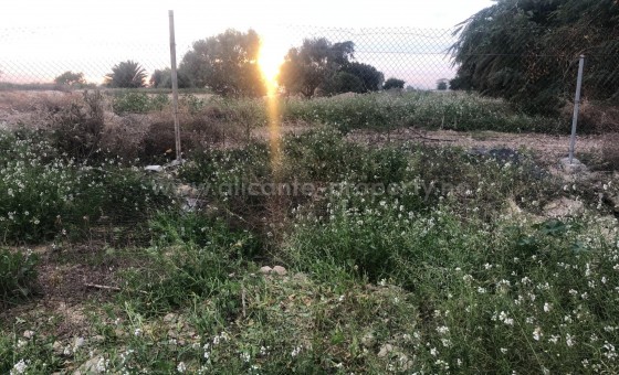 Plot / Land - Resale - Catral - BR-63314