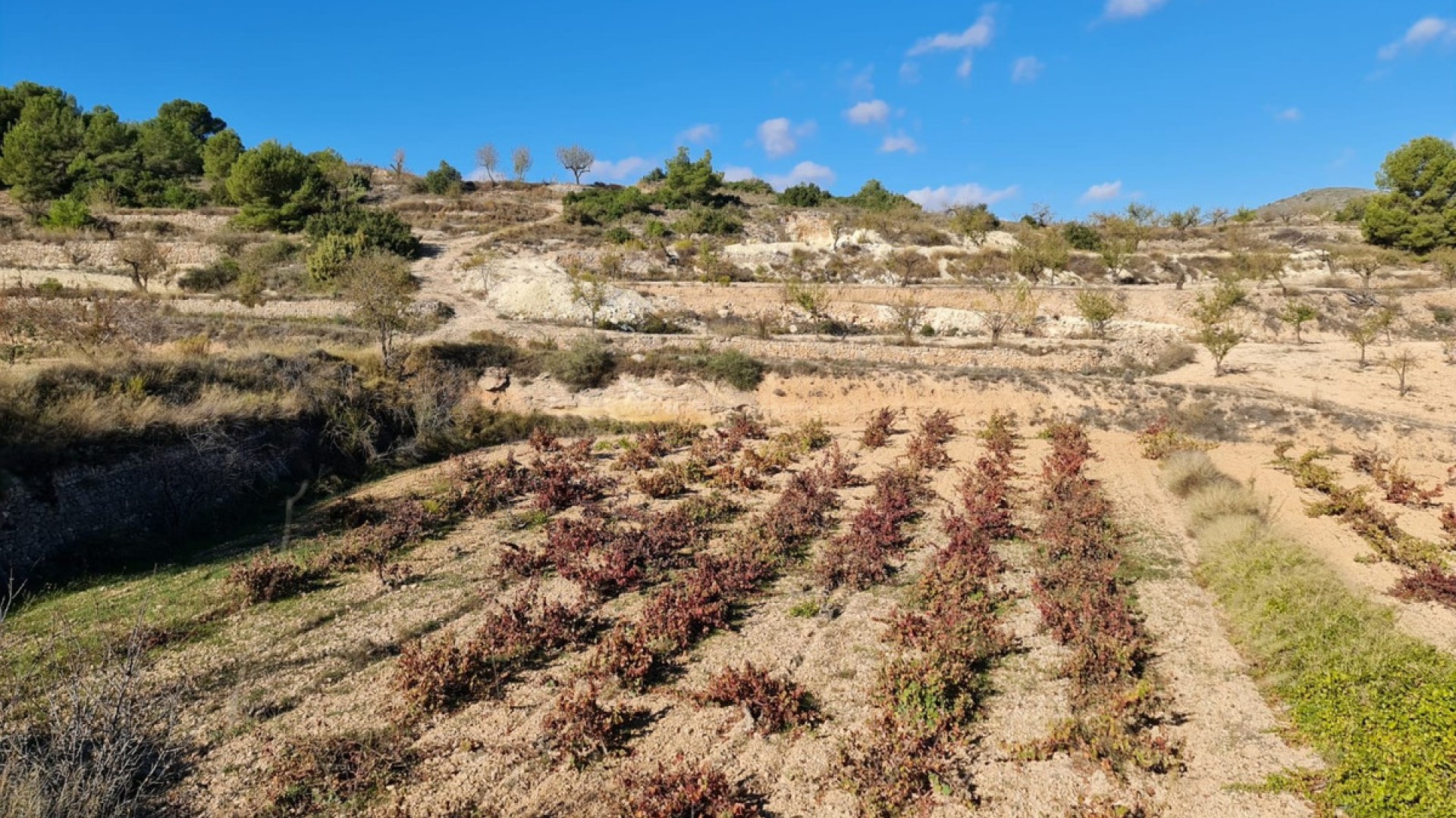 Tierra en La Romana Centro