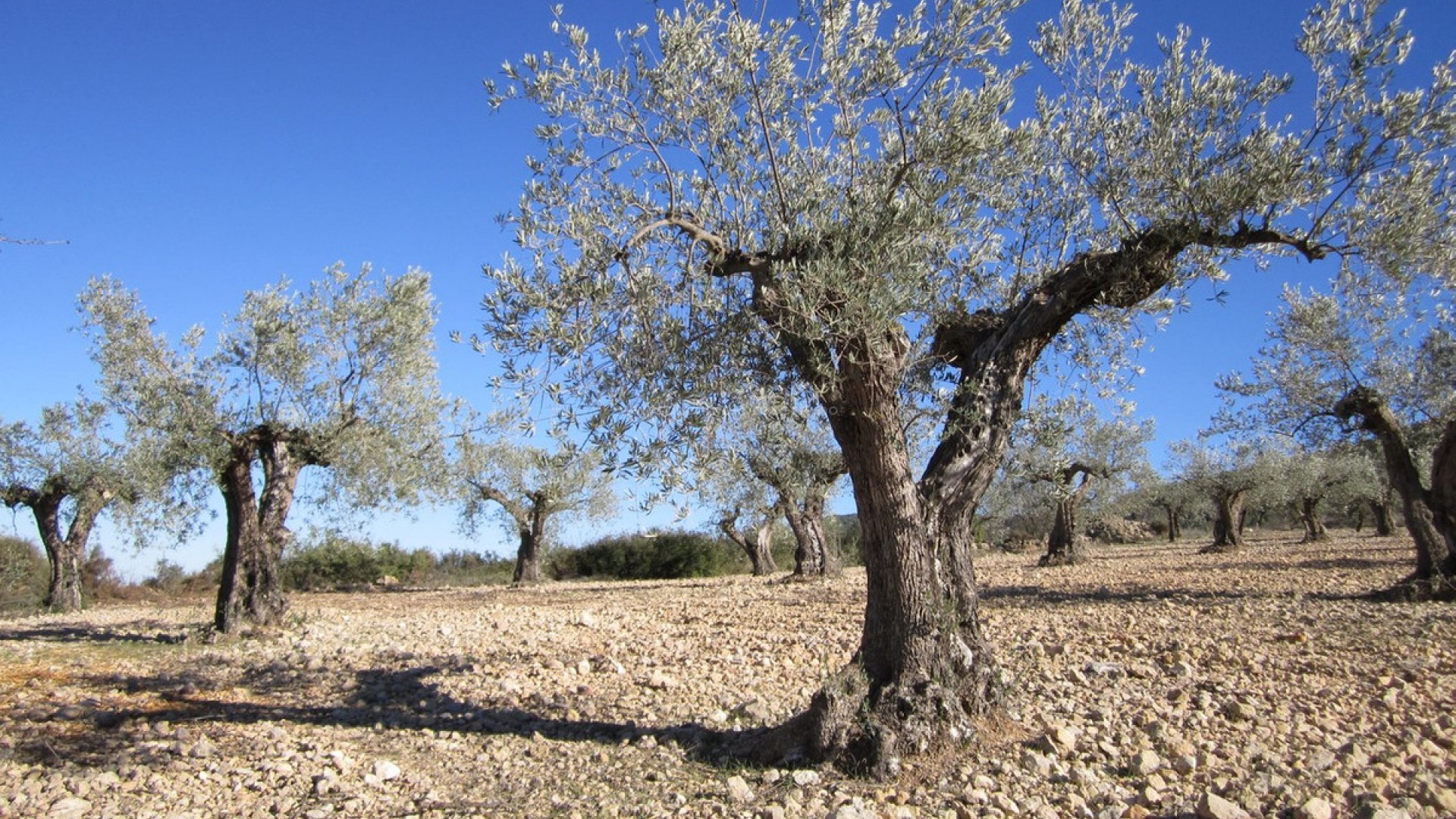 Tierra en Villena Centro