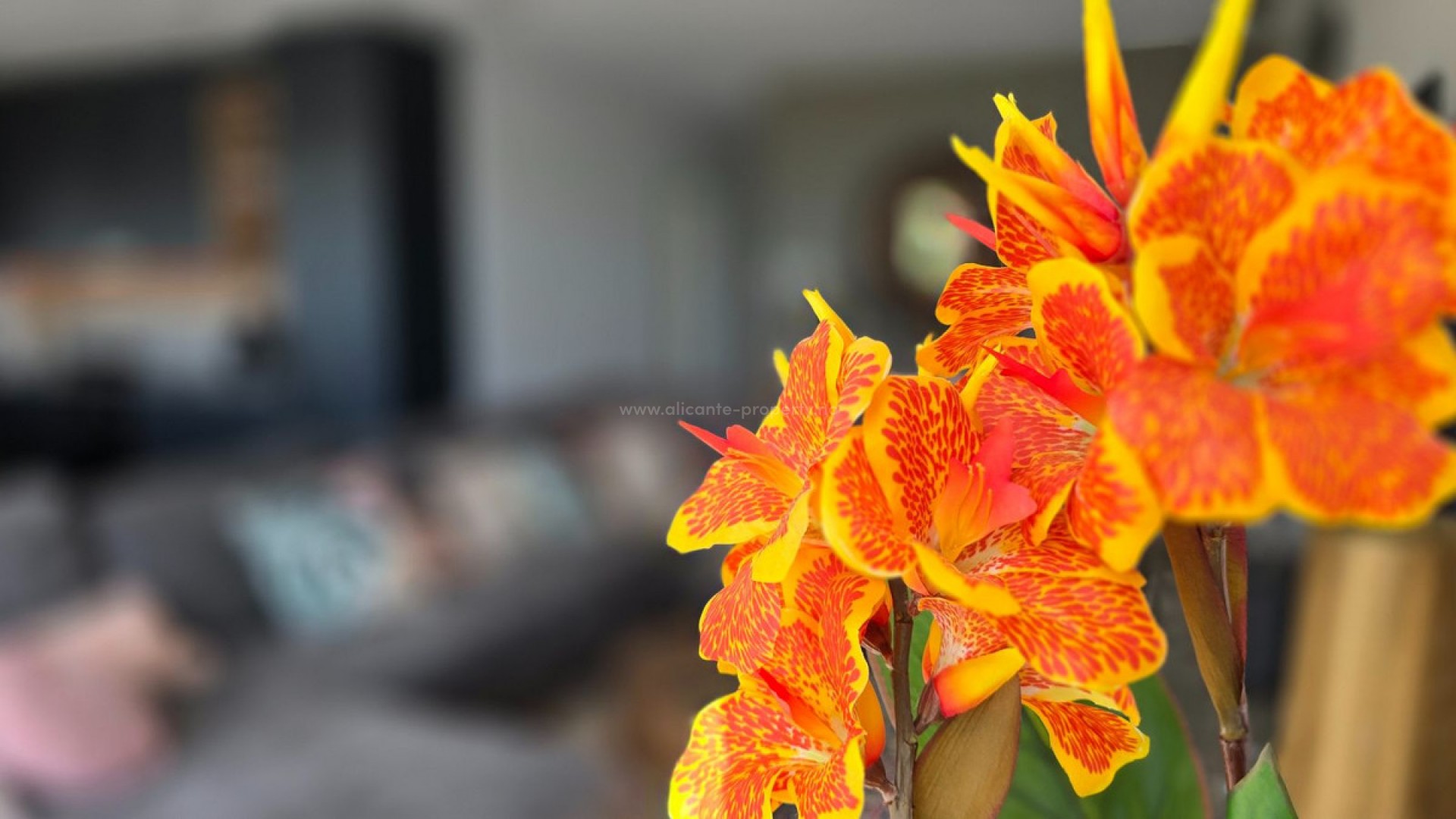 Villa en Los Montesinos Centro