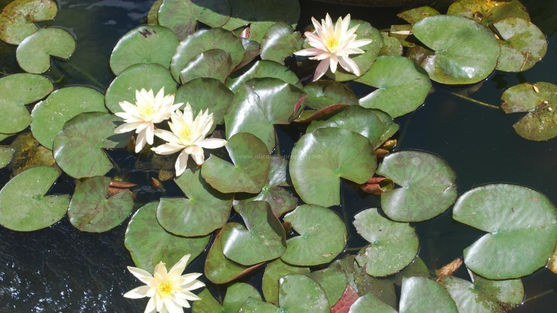 Villa in Calpe Centro