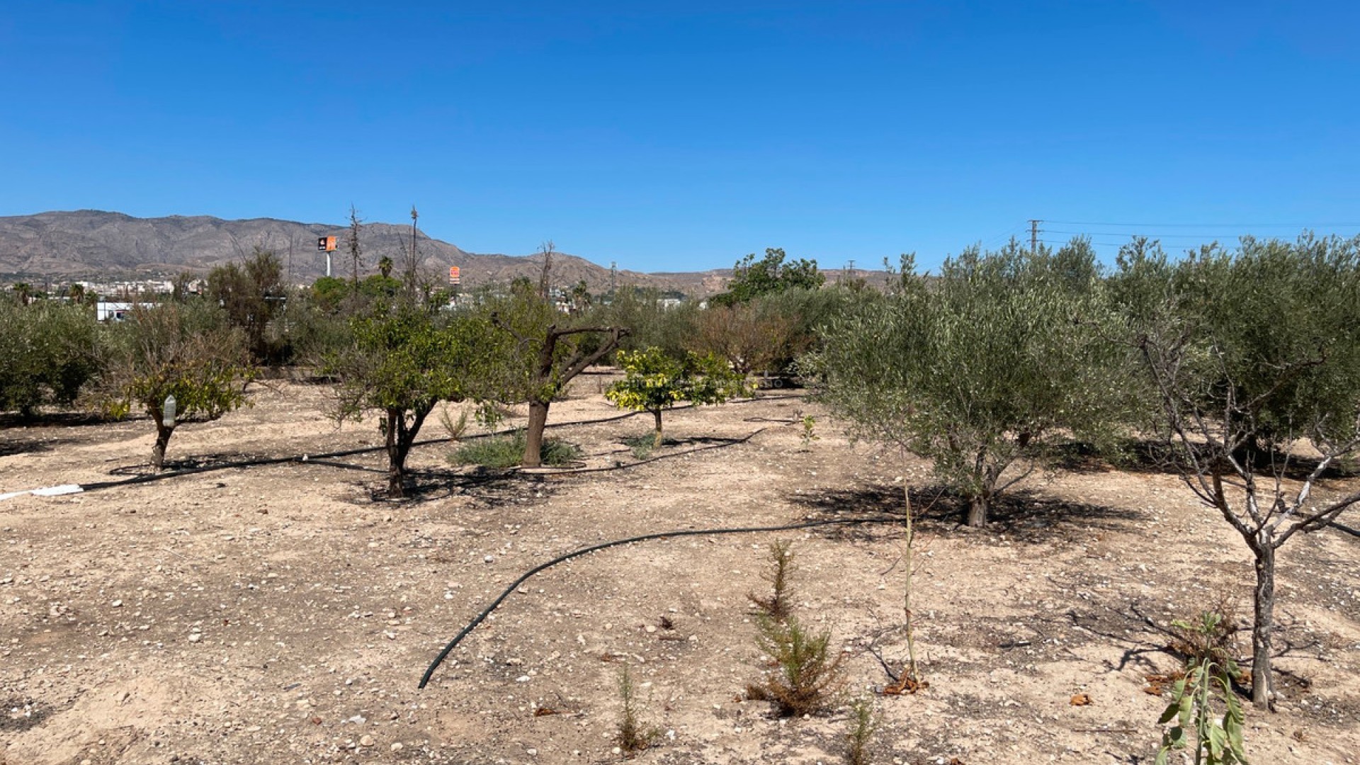 Villa in Crevillente - Crevillent Centro