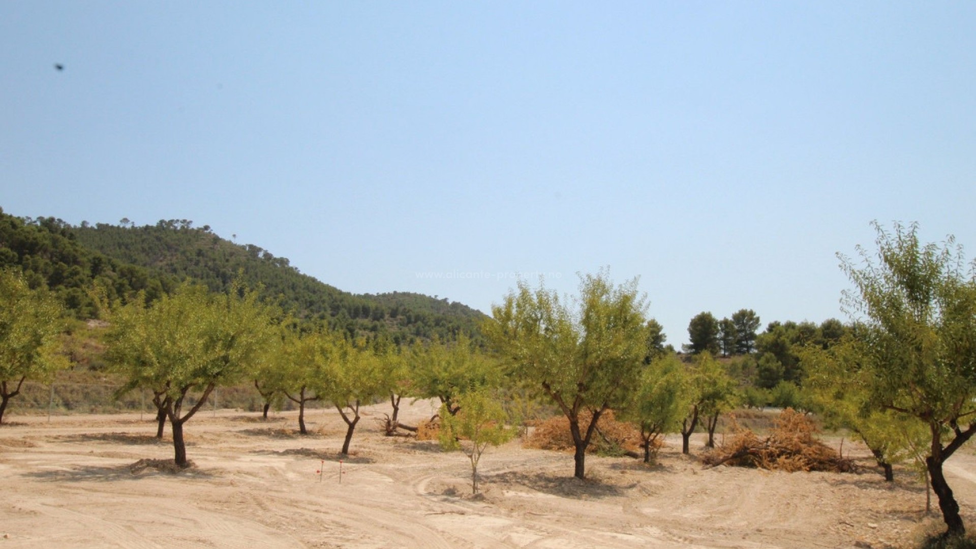 Villa in Pinoso Centro