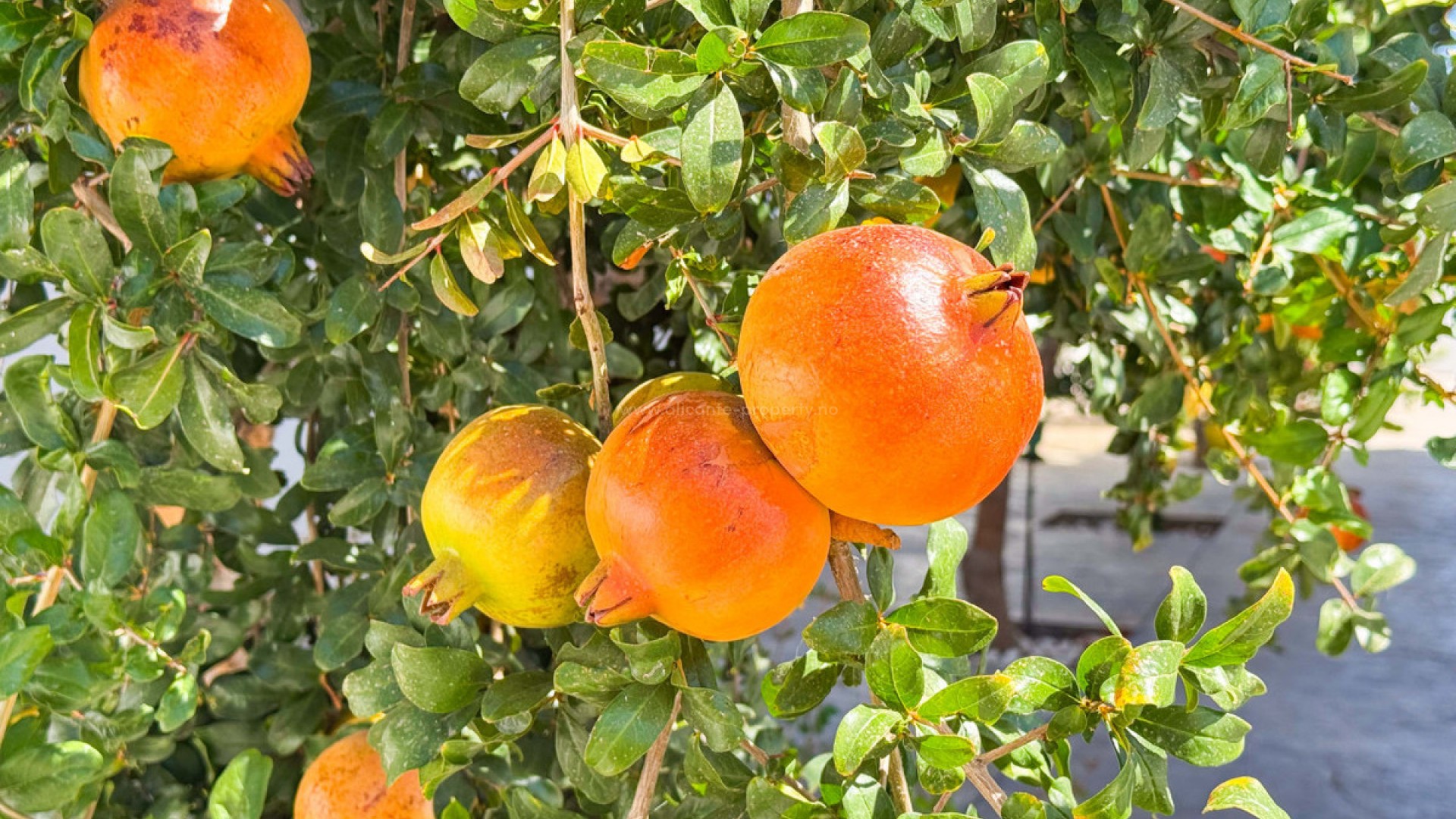 Villa in San Fulgencio Centro