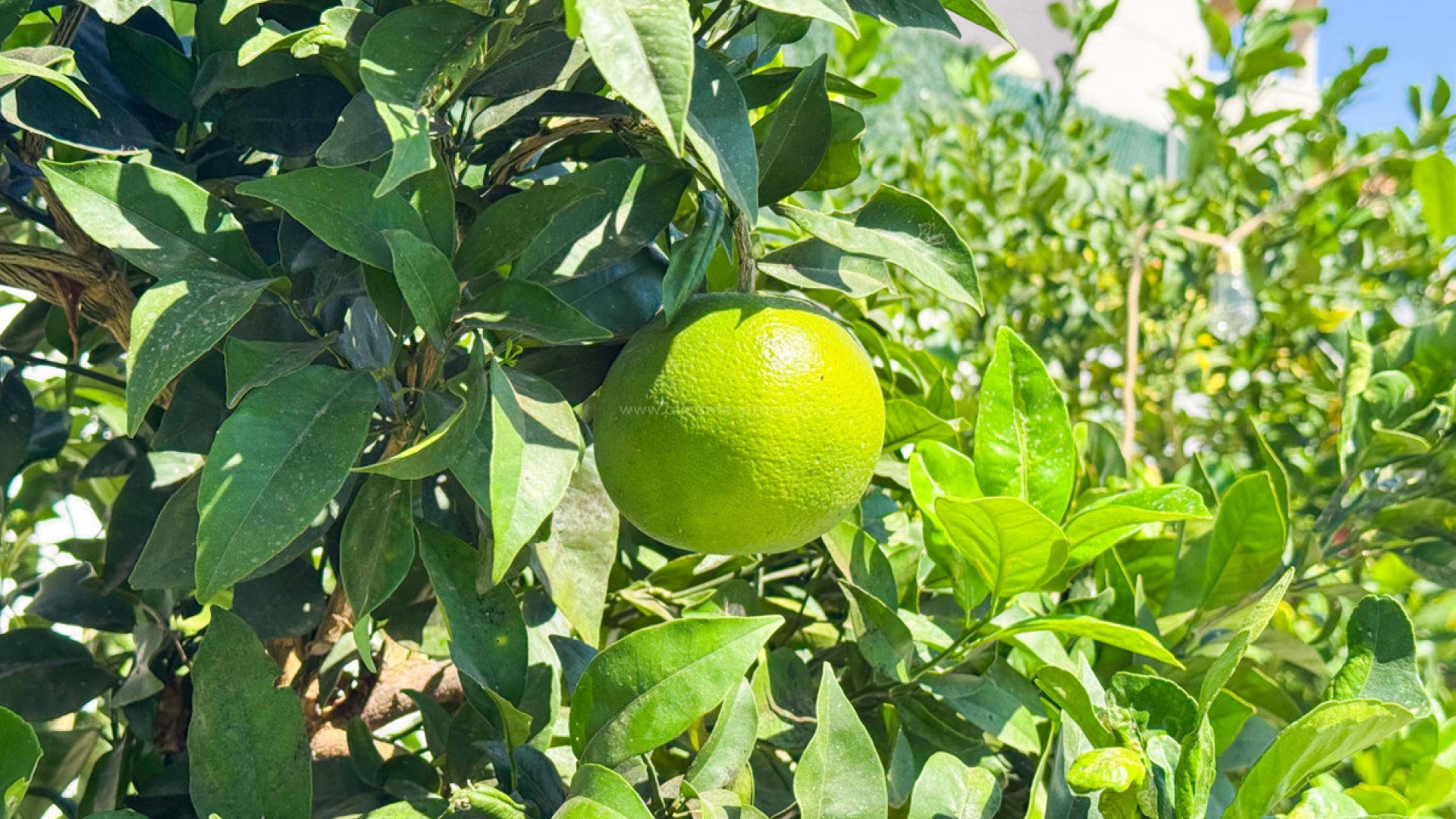 Villa in San Fulgencio Centro