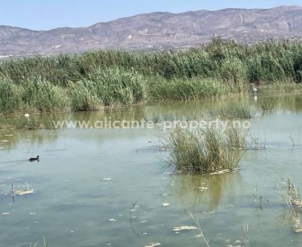 Elche mer enn en palmeby - leiligheter/rekkehus i byen, finca/villa/hus på landet, eksklusive strand-boliger. Alle typer boliger i mange forskjellige prisklasser finner man i Elche nær by, land eller vann. Nær flyplassen i provinsen som ligger i Elche.